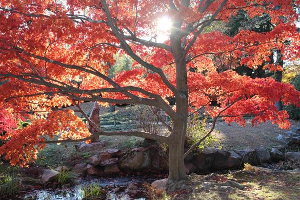 The Richmond Region is an unexpected destination for leaf peeping. The Richmond Region is an unexpected destination for leaf peeping.