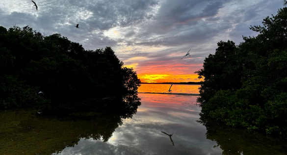 A flock of ibis swoops in for a landing at sunrise in mangrove trees at Garden Cove in north Key Largo on Tuesday, Oct. 15. Photo Credit: JoNell Modys A flock of ibis swoops in for a landing at sunrise in mangrove trees at Garden Cove in north Key Largo on Tuesday, Oct. 15. Photo Credit: JoNell Modys