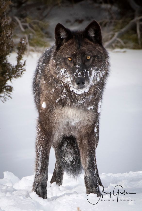 Wolves are especially fun to observe in the winter against a snowy backdrop. Wolves are especially fun to observe in the winter against a snowy backdrop.