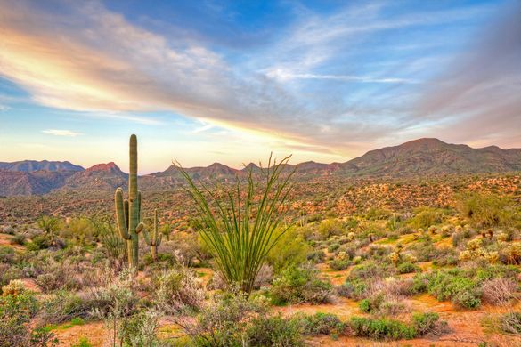 The sun rises over a colorful Sonoran Desert. The sun rises over a colorful Sonoran Desert.