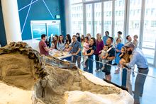 Dueling Dinosaurs Exhibition