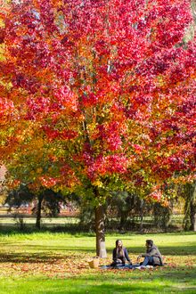 Couple enjoying a picnic under trees during autumn in Tumut.