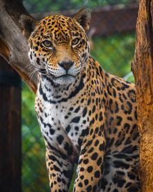 Phoenix Zoo's New ‘Big Cats of Arizona’ Habitat Opens