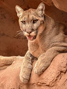 Phoenix Zoo's New ‘Big Cats of Arizona’ Habitat Opens