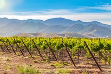 A Southern Arizona Winery Receives Three Coveted Awards from 2025 San Francisco Chronicle Wine Competition