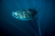 Whale Sharks Ningaloo Marine Park