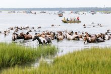 Chincoteague Pony Swim