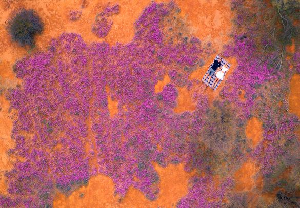 Wildflowers between Mukinbudin and Bencubbin via Tourism WA. Wildflowers between Mukinbudin and Bencubbin via Tourism WA.