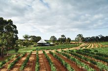 (for Qantas story) Vasse Felix, Margaret River