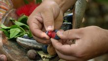 Aboriginal Bush Tucker Tour, The Royal Botanic Garden Sydney, NSW
