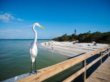 A great egret at Sanibel Lighthouse