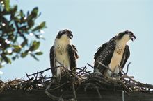 Nesting ospreys in Fort Myers