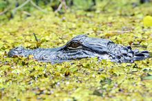 Alligators at Six Mile Cypress Slough Preserve