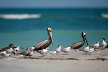 Brown pelicans and royal terns at Lovers Key State Park