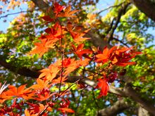 Mt Takao autumn colours