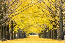 Showa Kinen Park - Gingko treed  (Photo taken in 2024)