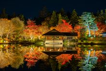 Showa Kinen Park - Japanese Garden Illumination (Photo taken in 2024)