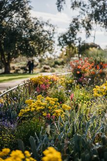 Wildflowers, Kings Park and Botanic Garden