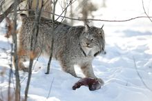Lynx at Yukon Wildlife Preserve