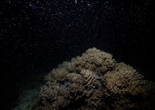 Coral spawning at Moore Reef, Queensland