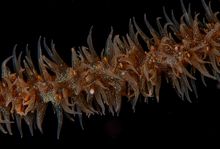 Coral spawning at Moore Reef, Queensland.