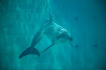 Clearwater Marine Aquarium