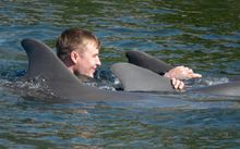 Logan Wilson, a Walter Reed Medical Center patient on active duty with the U.S. Army, is towed by two dolphins at Dolphin Research Center Sunday, Jan. 11, 2026, in Marathon, Fla. Wilson was among over 40 wounded military personnel who participated in Sold