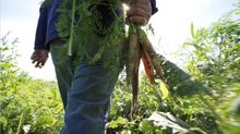 Harvest time on Florida's Historic Coast