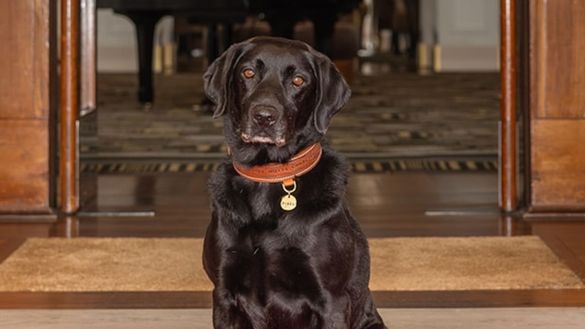 Pixel Welcoming Guests at Hyatt Hotel Canberra